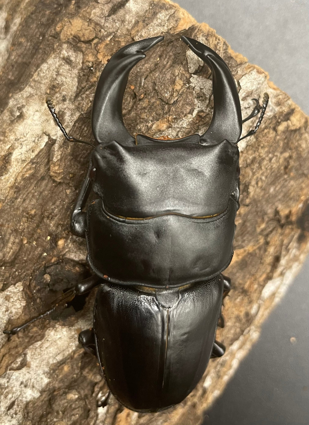 《ホペイオオクワガタ G70血統 74mm ペア》