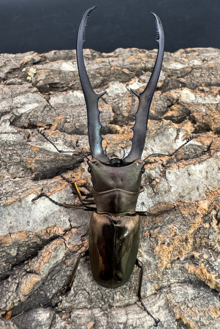 【WD】《メタリフェルホソアカ亜種finae 87mm A’品ペア》