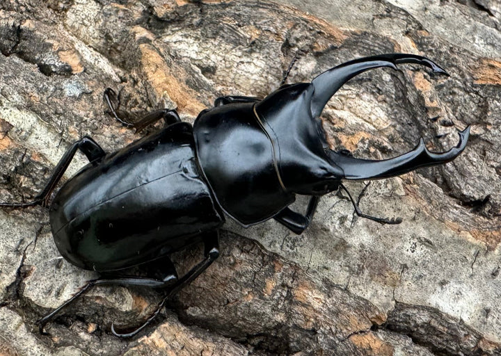 【WD】《ネパレンシス ssp. チベット産 58.5mm ♂♀♀トリオ》