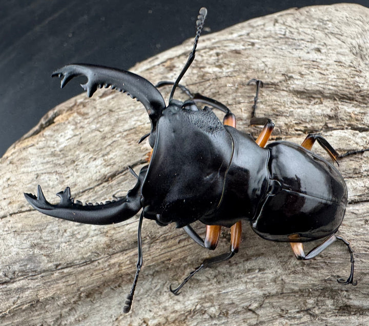 【WD】《インペリアリスツヤ亜種komorii 63mm ペア》