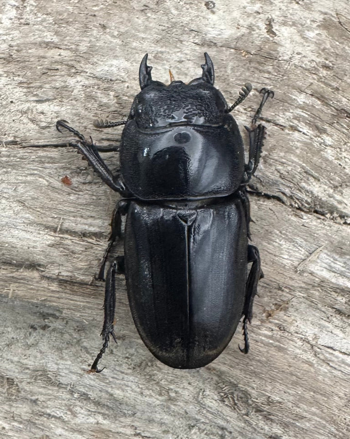 【WD】《西ペレンヒラタ（スラウェシオオヒラタ） 88.5mm ペア