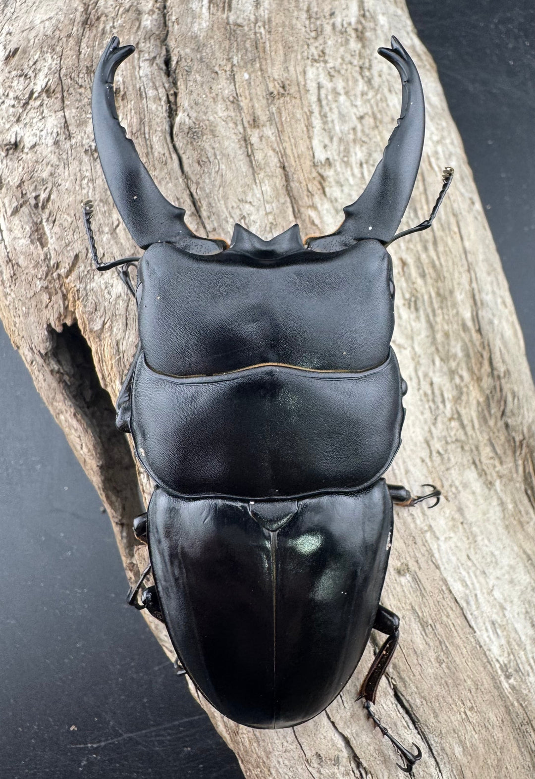 【WD】《アルキデスヒラタ ベンクール産 長歯 92mm 胸幅35.9mm  ペア》