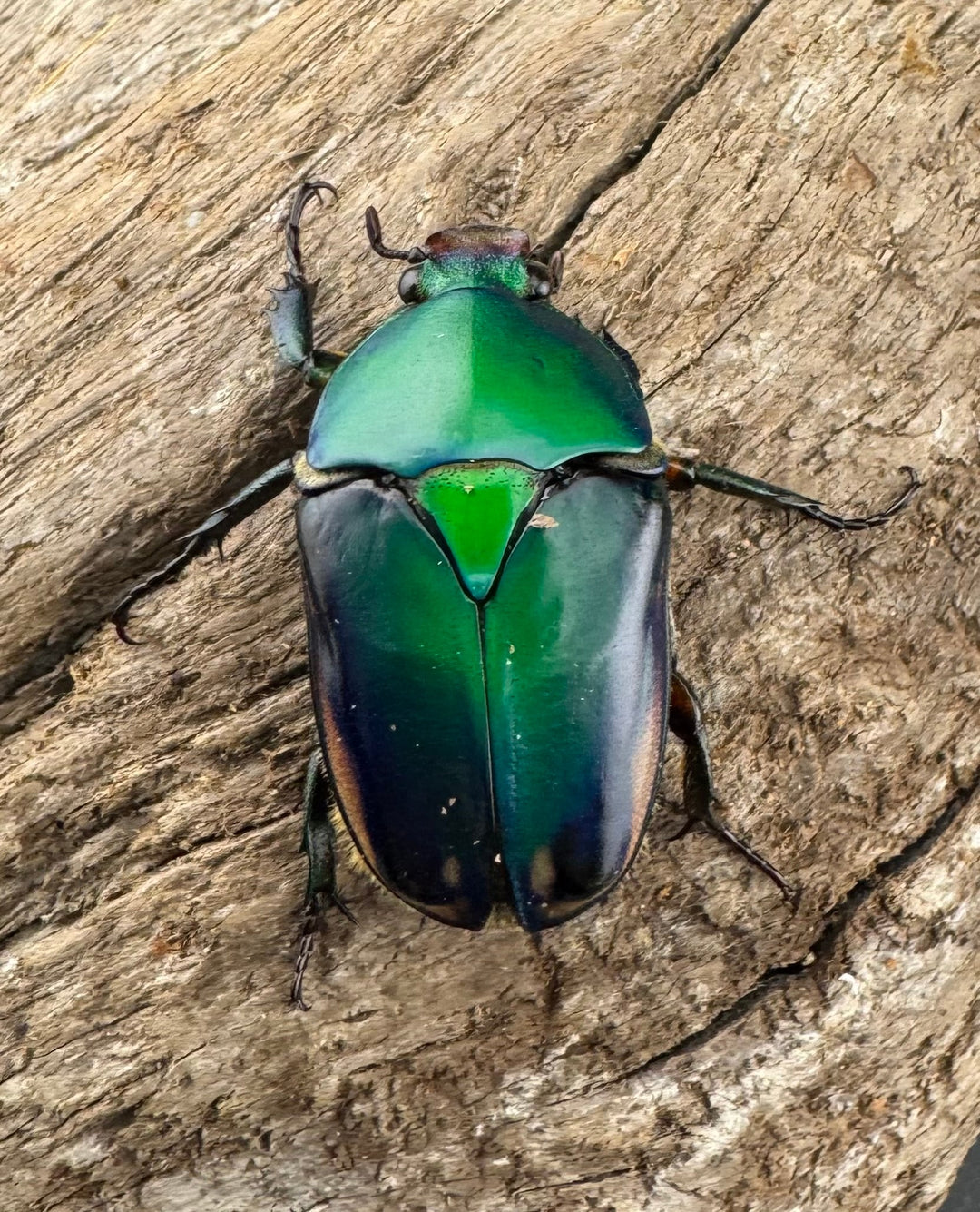 《シュルツサスマタカナブン（モルガンサスマタカナブン）Free ♂♀♀トリオ》