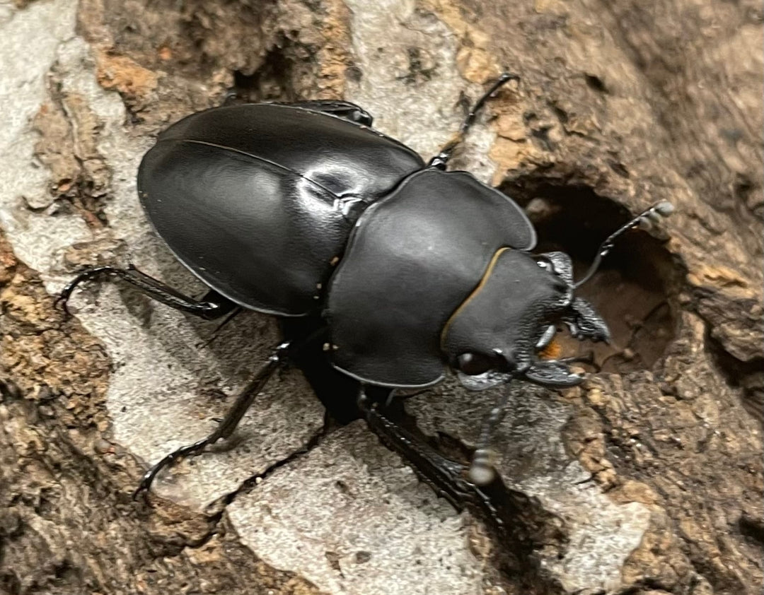 【WD】《プラティノータツヤクワガタ 42mmUP ペア》