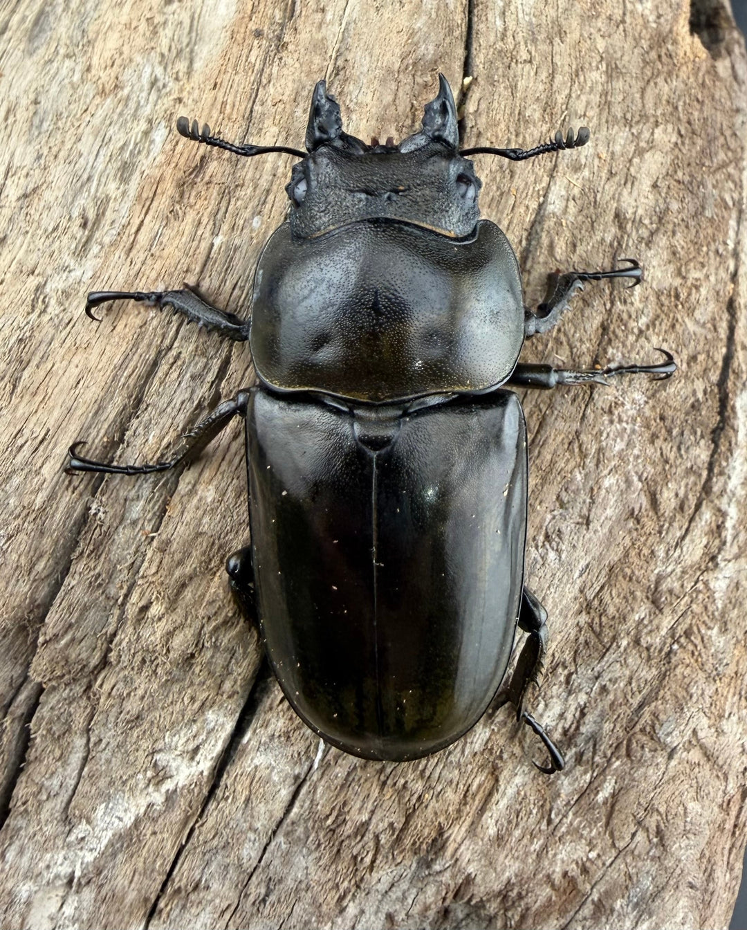 【F0】《ローゼンベルグオウゴンオニクワガタ 49mm ♀単》