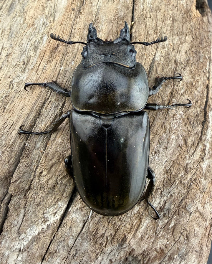 【F0】《ローゼンベルグオウゴンオニクワガタ 49mm ♀単》