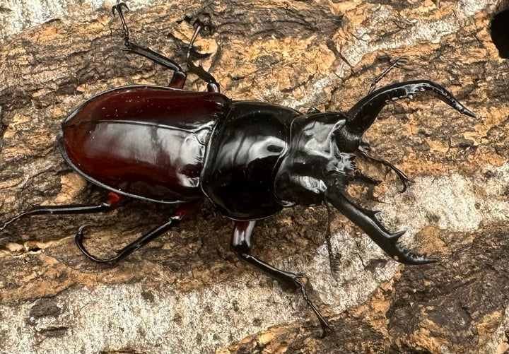 【WD】《オーベルチュールクロツヤシカ 50mm ペア》