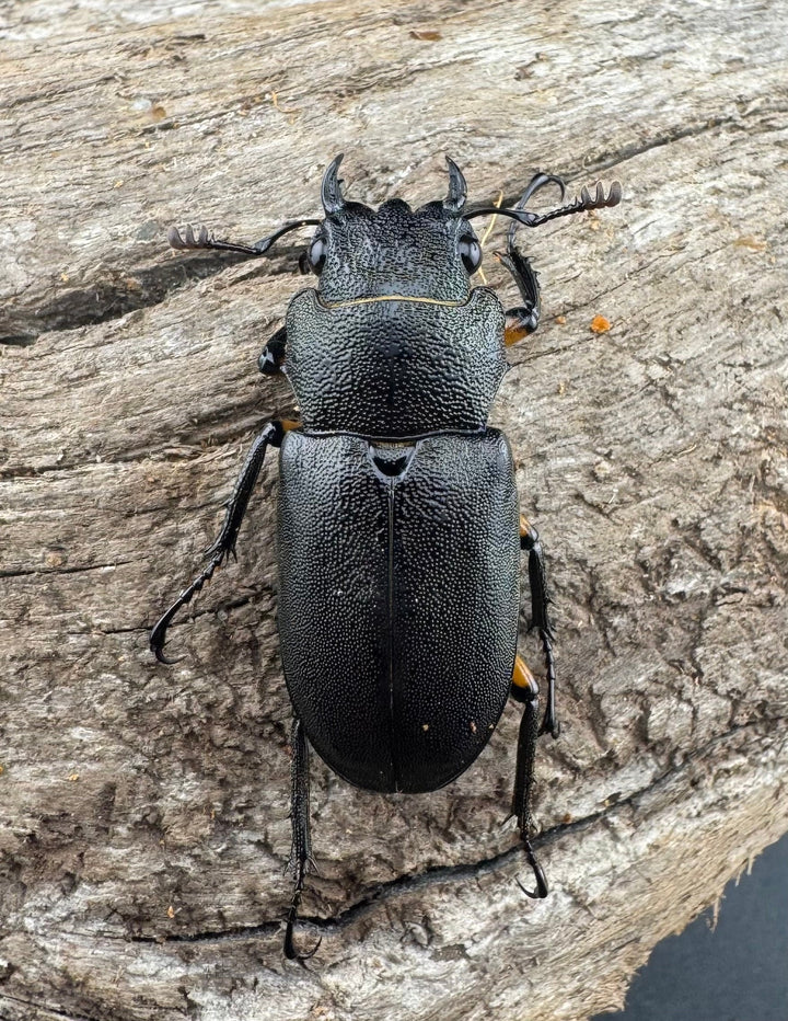 【WD】《エラフスホソアカ 91mm ペア》