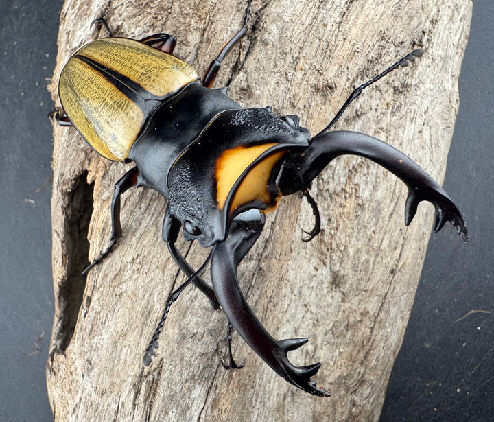 【WD】《ラコダールツヤクワガタ 79mm ペア》