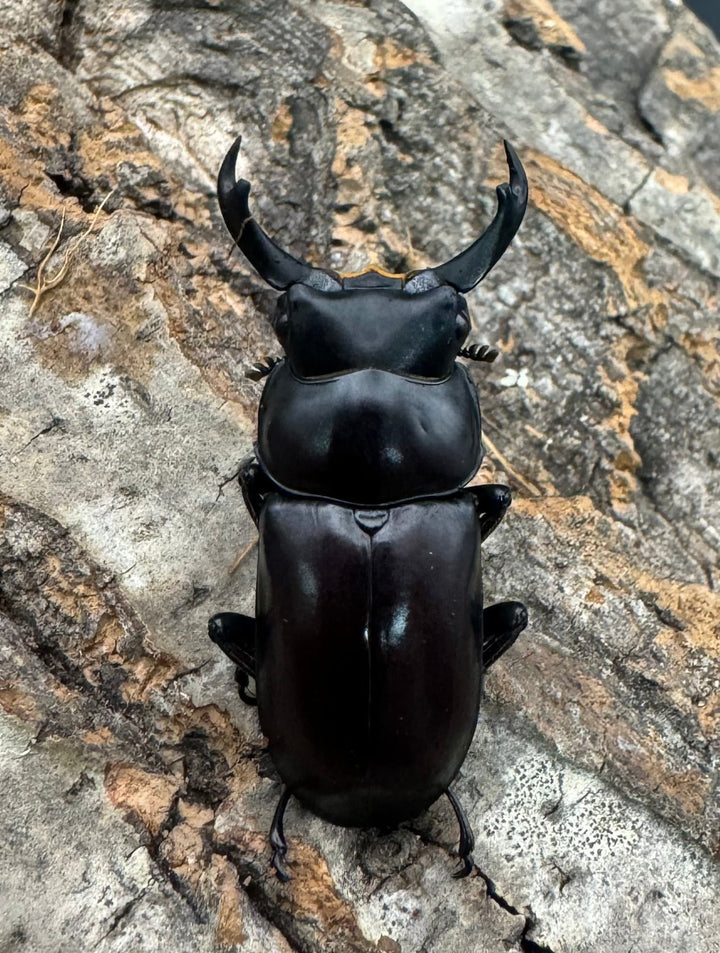 【WF2】《ドルクス ニンティエンシス（リンジー） 36.5mm ペア》