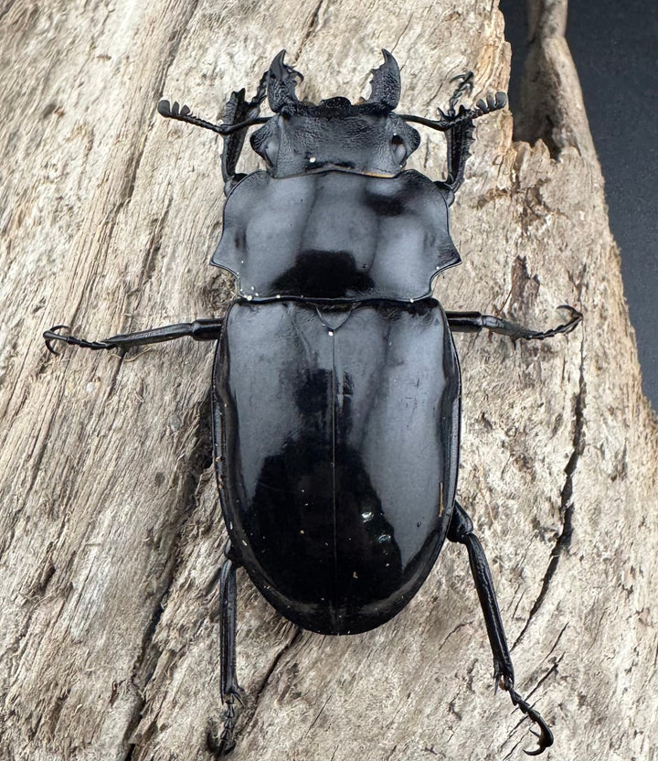 【WD】《ダールマンツヤクワガタ亜種celebensis 82mm ペア》