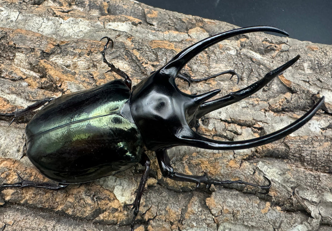 【WD】《ジャワコーカサスオオカブト 105mm ペア》