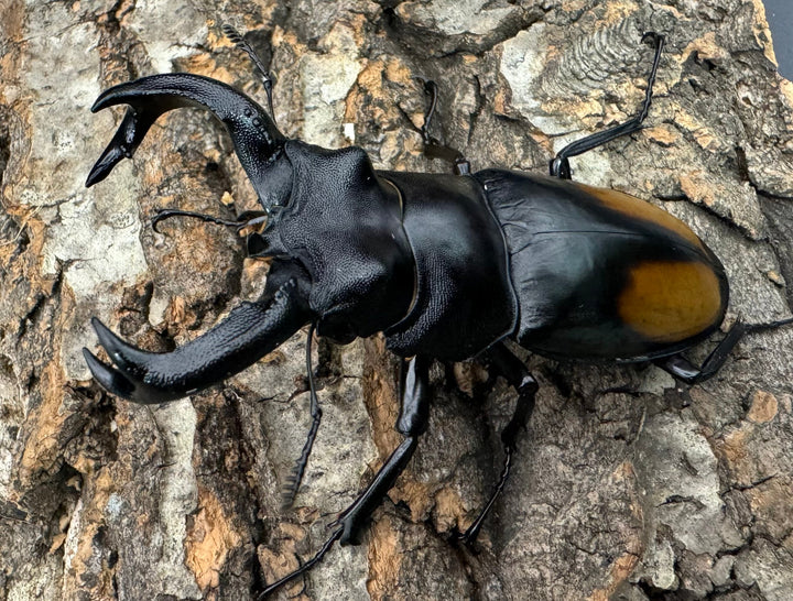 【WD】《セアカフタマタ 80mm ペア》