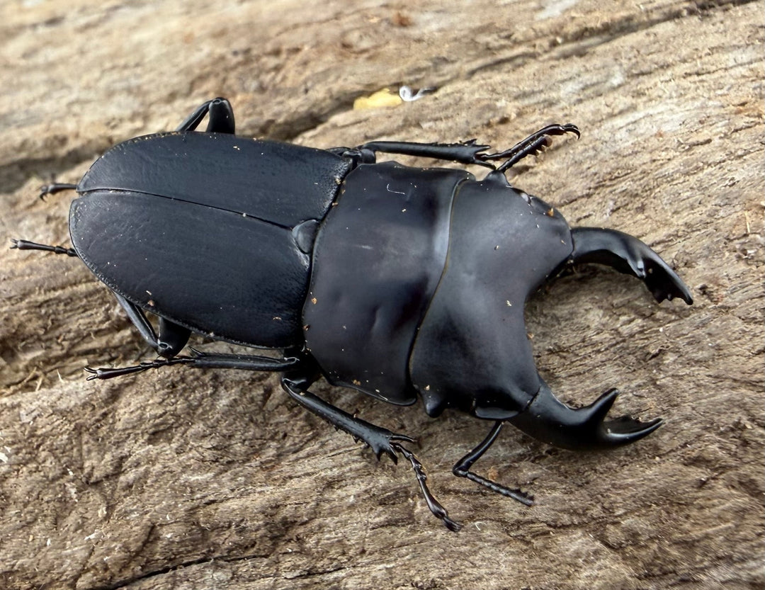 【WF3】《メタドルクス ロトゥンダトゥス 22mm ペア》