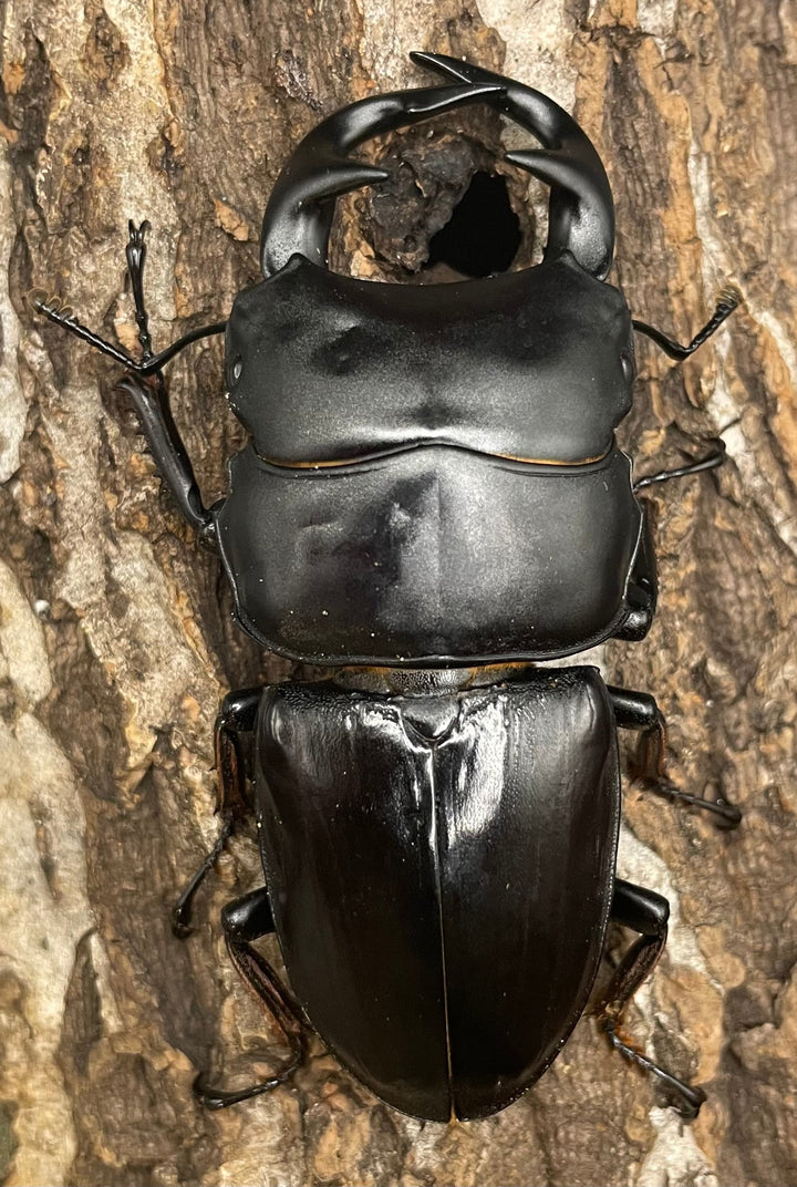 《インドグランディス亜種moriyai Garda95.0血統 79mm ペア》