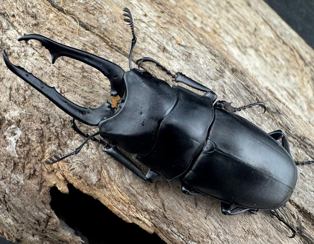 【WD】《ポレクトゥスノコギリクワガタ 海南省産 50mm ペア》