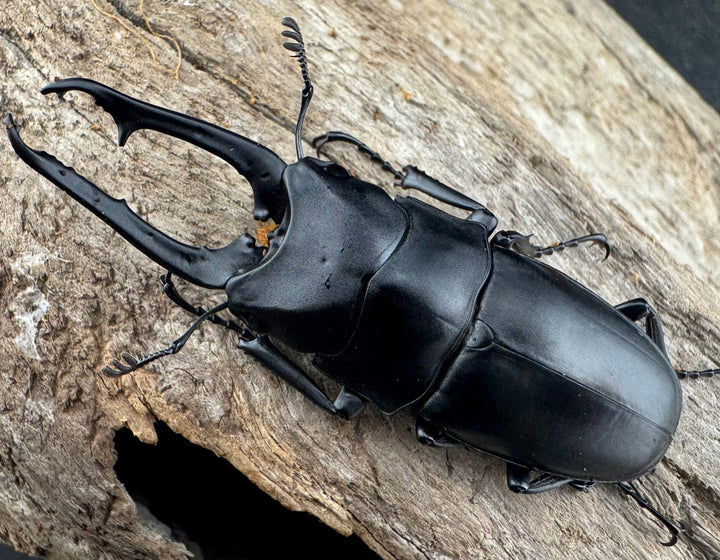 【WD】《ポレクトゥスノコギリクワガタ 海南省産 50mm ペア》