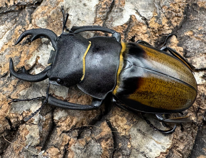 【WD】《キプルツヤクワガタ 58mm ペア》