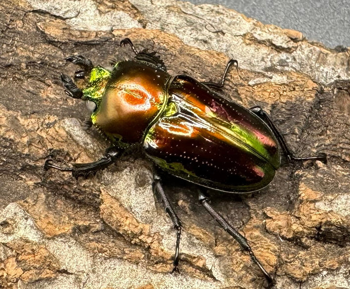 《ニジイロクワガタ 59mm ペア》