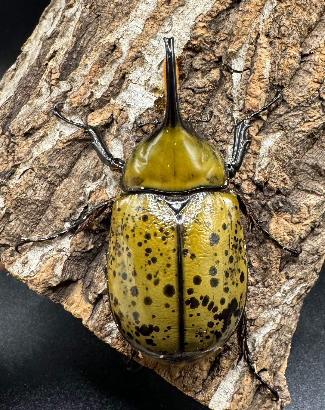 《ミヤシタシロカブト Free ペア》