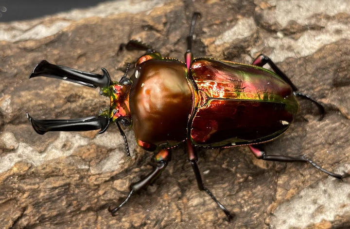 《ニジイロクワガタ　オリジナルレッド　2令～3令　幼虫　4頭セット》