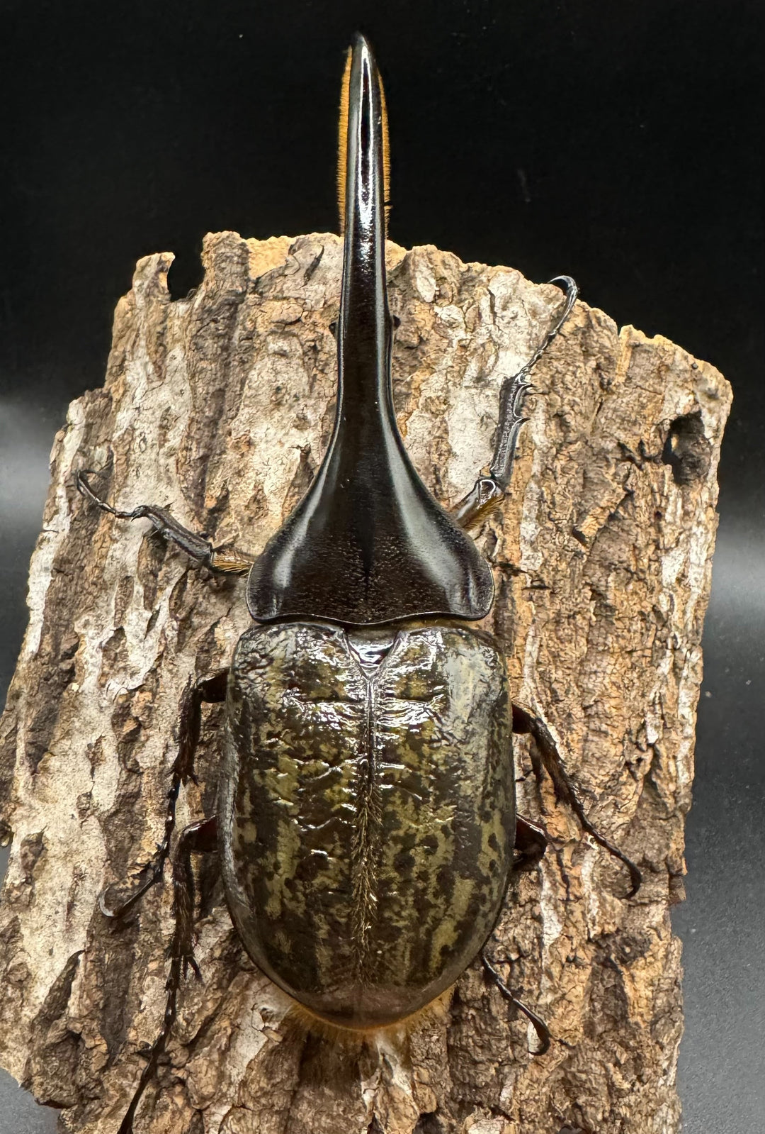 《ヘラクレス・ヘラクレス 122mm ペア》