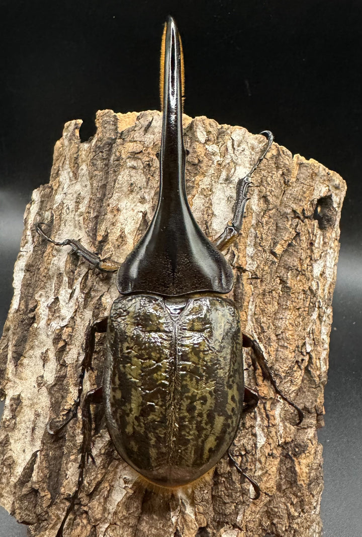 《ヘラクレス・ヘラクレス 122mm ペア》