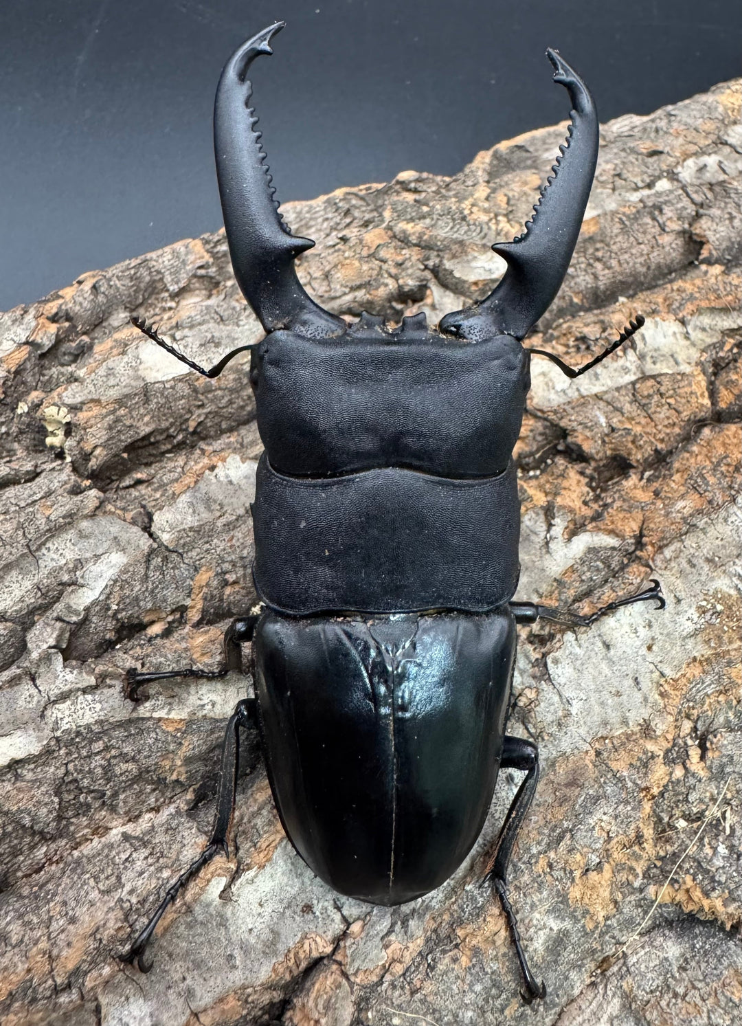 《パラワンオオヒラタクワガタ 108mm ペア》