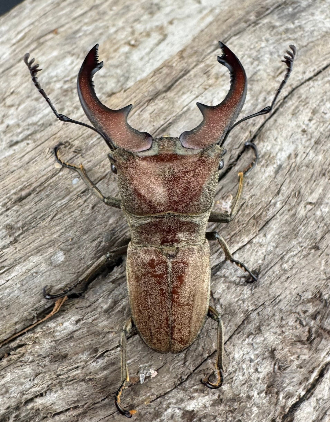 【WD】《スズムラホソアカ ロハス産 40mm ペア》②