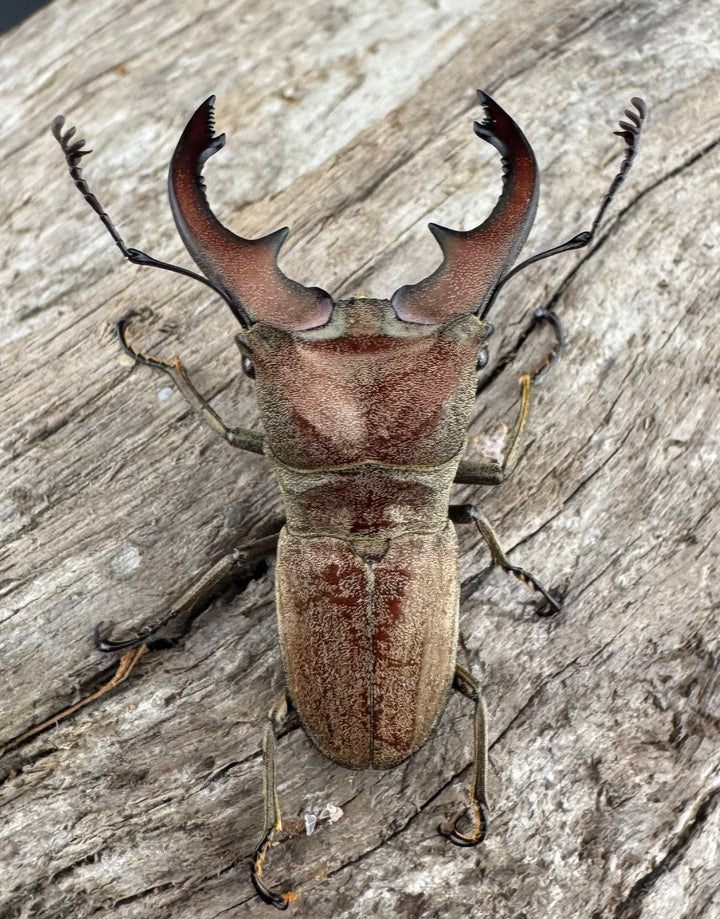 【WD】《スズムラホソアカ ロハス産 40mm ペア》②