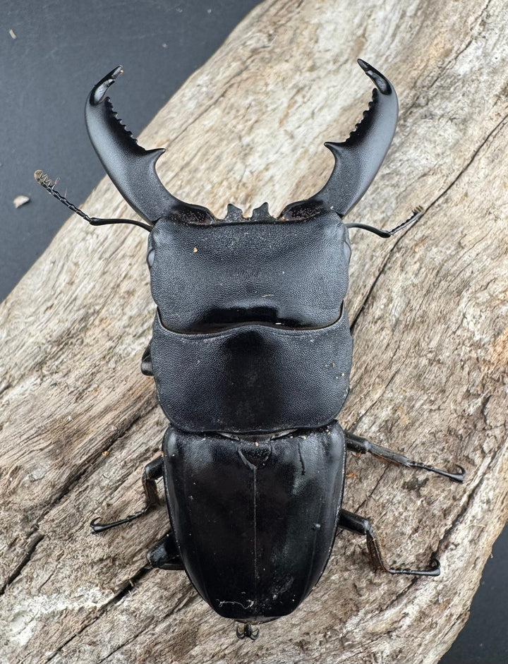 【WD】《ミンダナオヒラタ マラグサン産 81.5mm ペア》