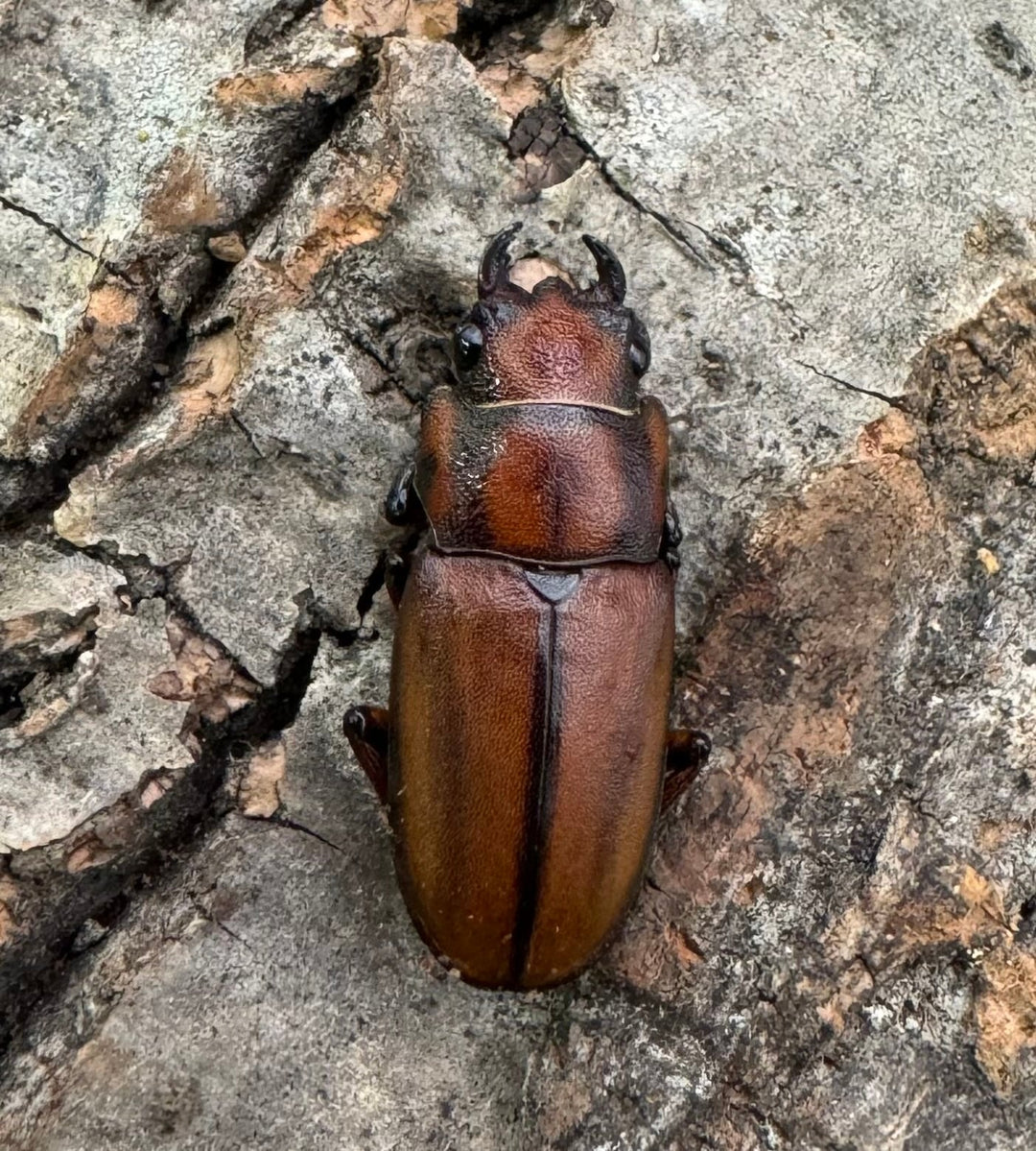 【WD】《ズベールホソアカ イロコスノルテ産 50mm ペア》