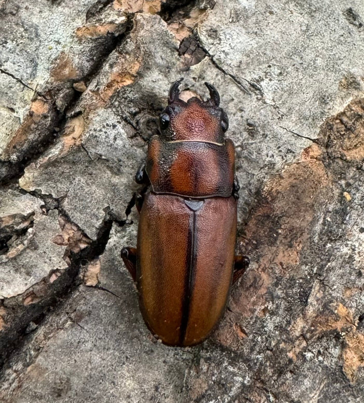 【WD】《ズベールホソアカ イロコスノルテ産 50mm ペア》