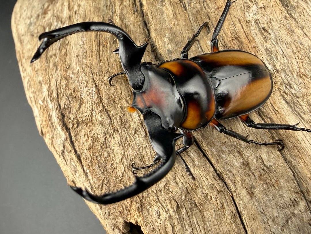 《スペキオススシカクワガタ 54mm ペア》