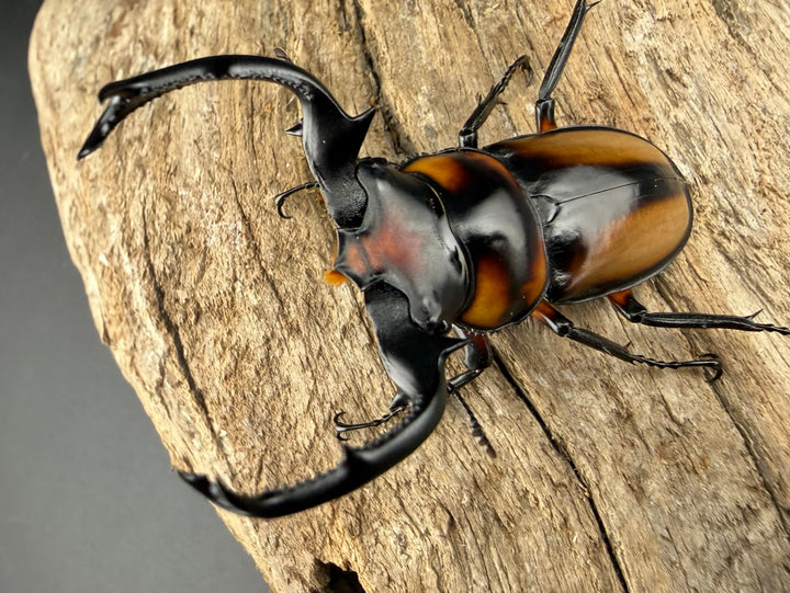 《スペキオススシカクワガタ 54mm ペア》