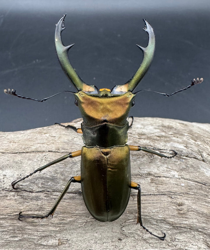 【美麗】《エラフスホソアカ 65mm ペア》