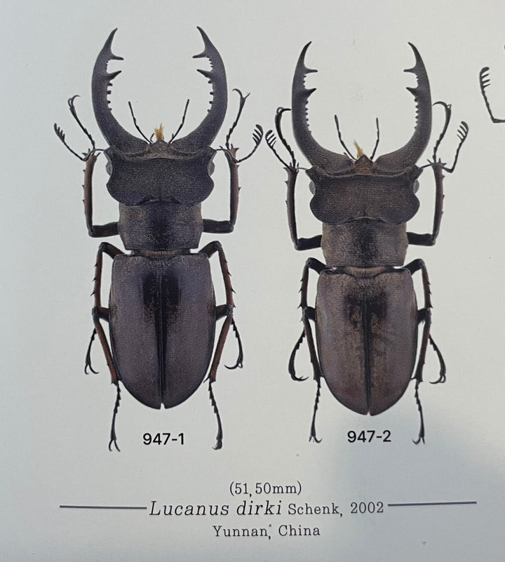 【WD】《ディルクミヤマクワガタ ♀単》