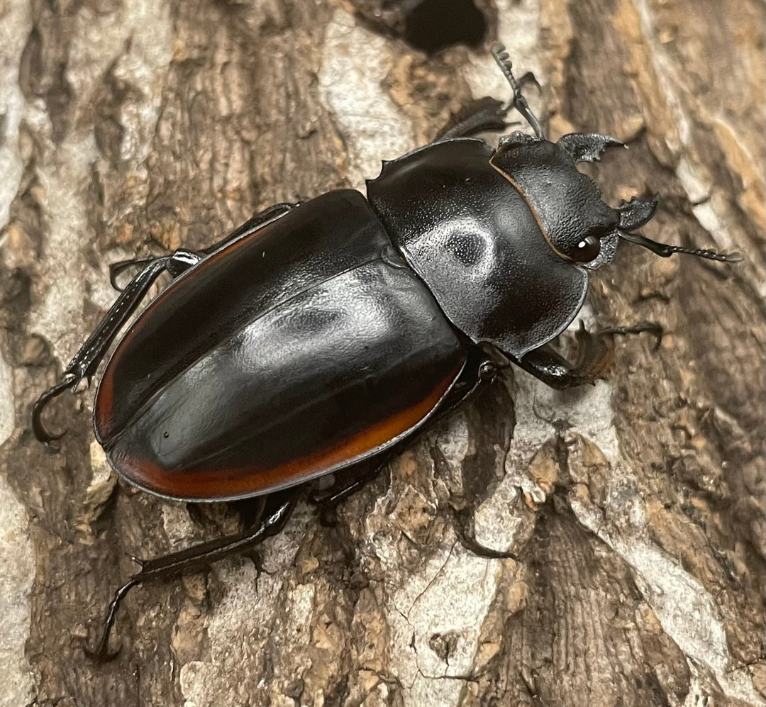 【WD】《クベラツヤクワガタ亜種sinensis 71mm ペア》