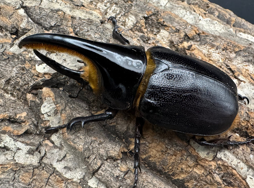 即ブリ《サタンオオカブト 83mm A'品ペア》