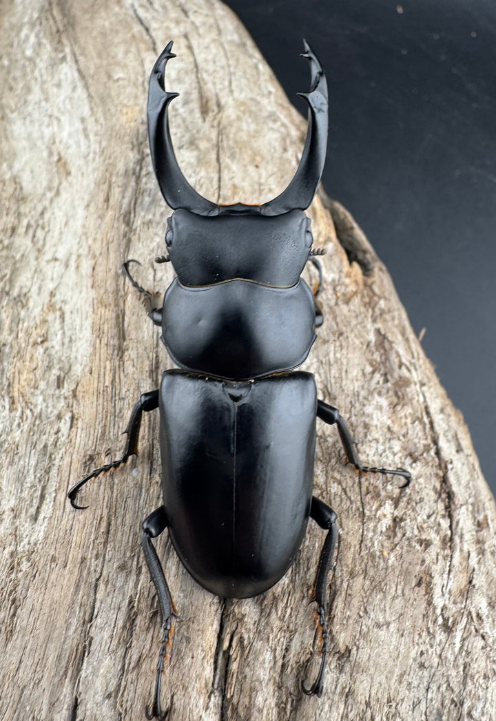 【WD】《ブラナウンコクワ 碧羅雪山産 64mm ペア》