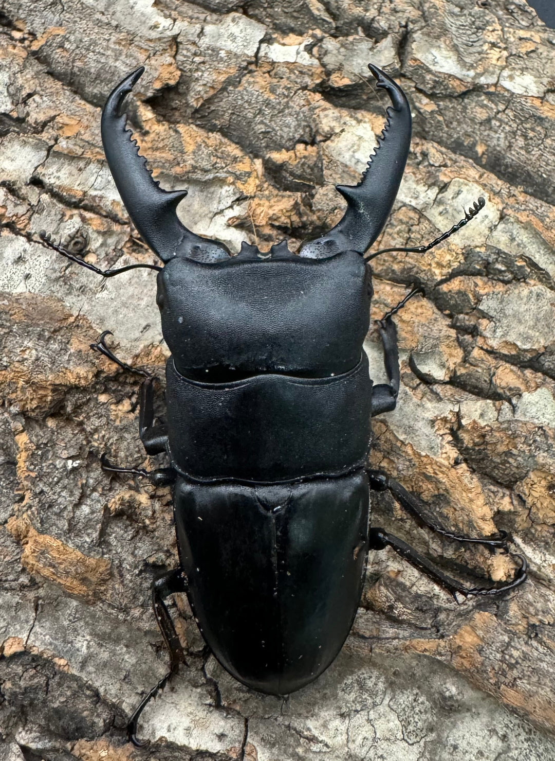 【WD】新産地《パラワンオオヒラタクワガタ ロハス産 90.5mm ペア》