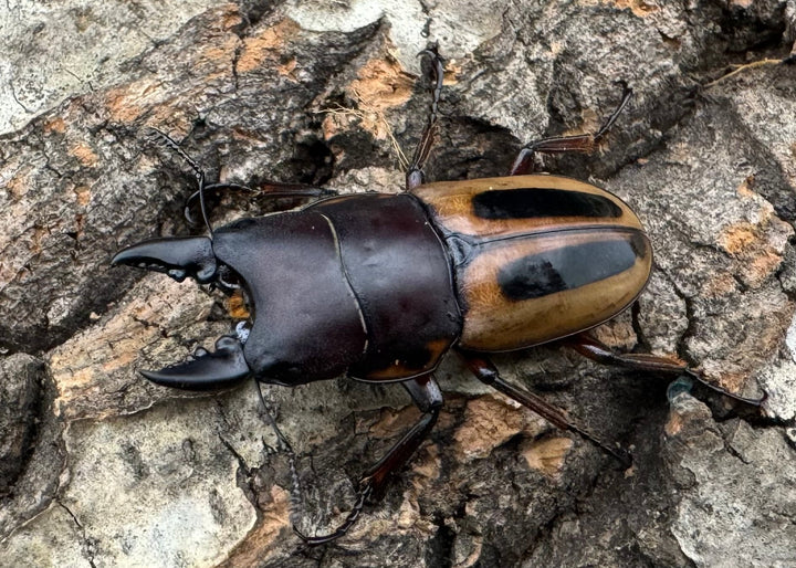 【WD】《ラテラリスノコギリ原名亜種 37mm ペア》