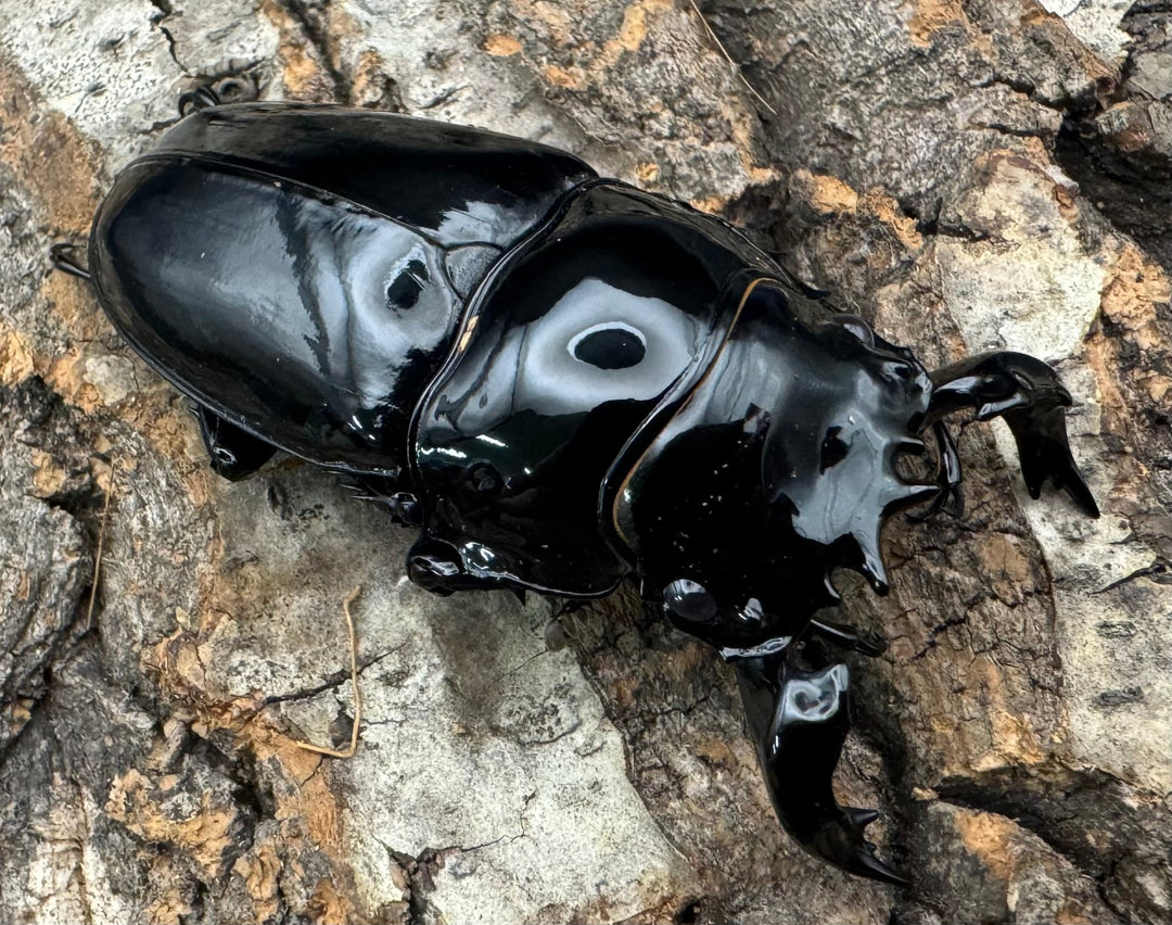 《タランドゥスオオツヤクワガタ 65mm ペア》