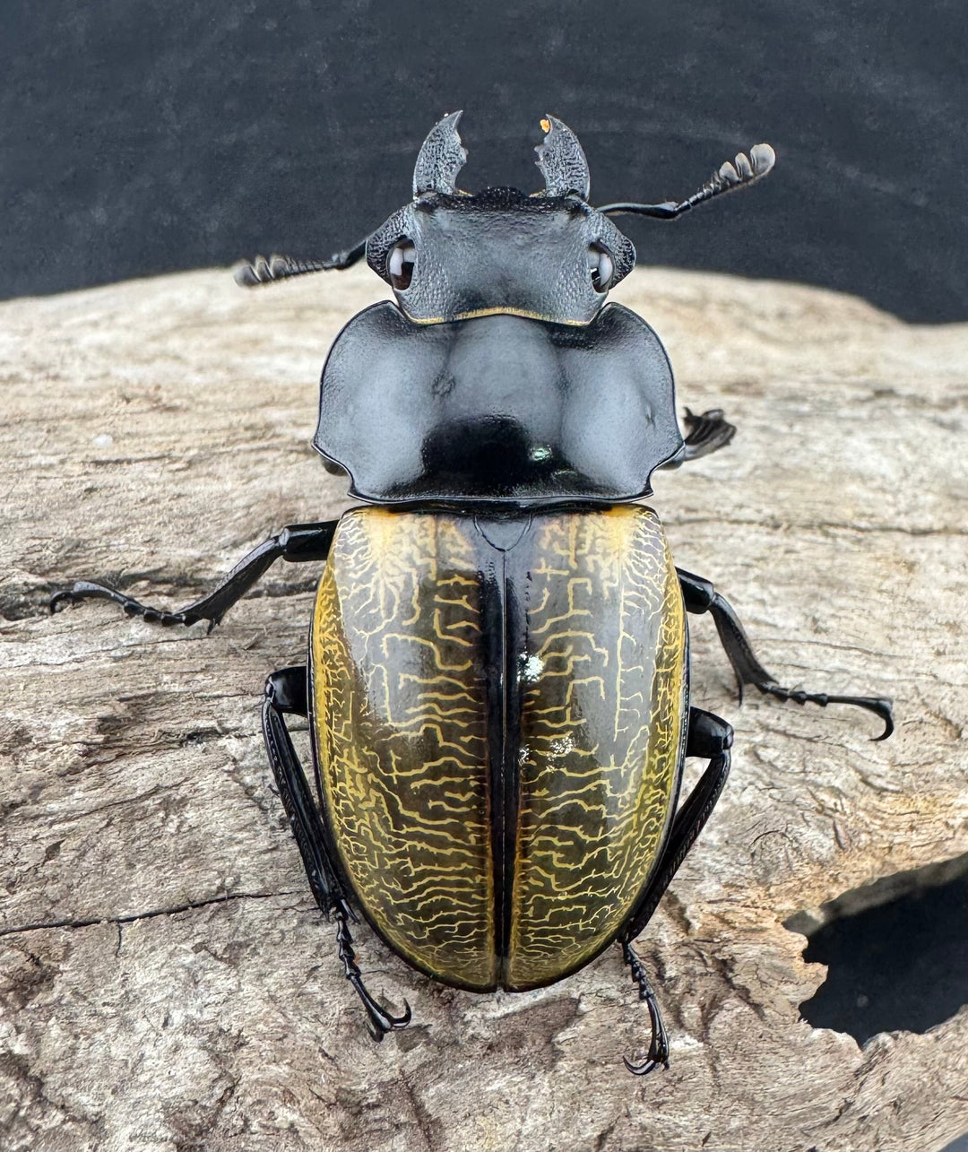 【WD】《スペクタビリスツヤクワガタ 77mm ペア》