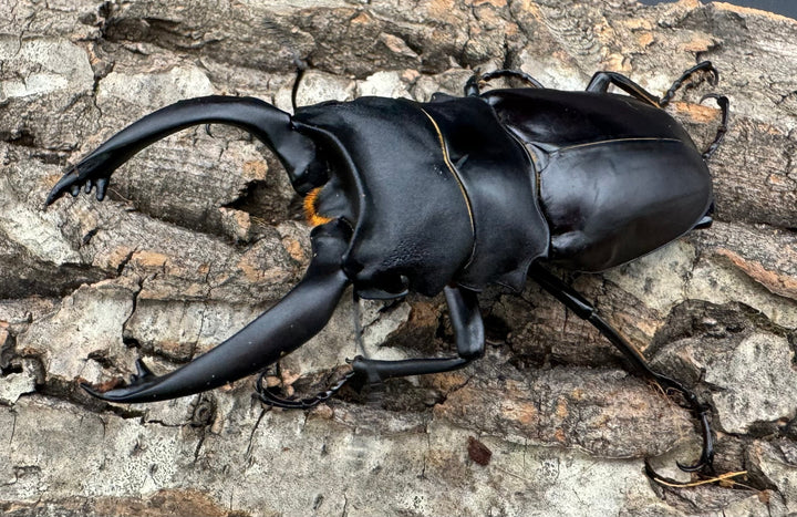 【WD】大型《ミンダナオアルケスツヤクワガタ 93.5mm A’品ペア》