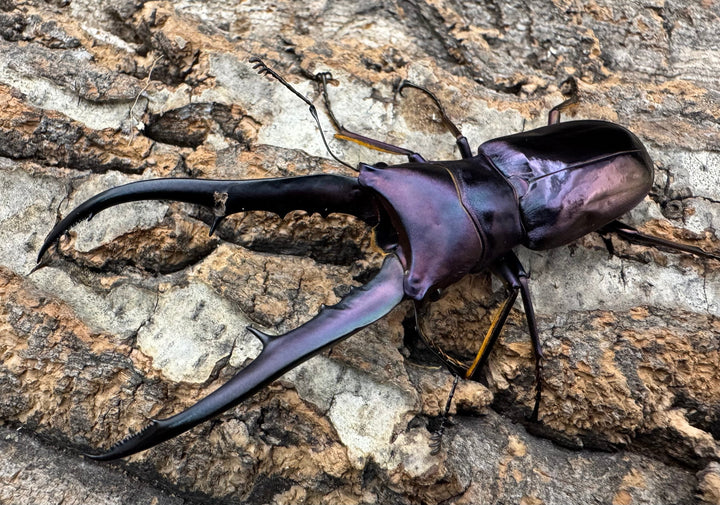 【美麗】《メタリフェルホソアカ 77mm ペア》わたくわ氏ブリード個体