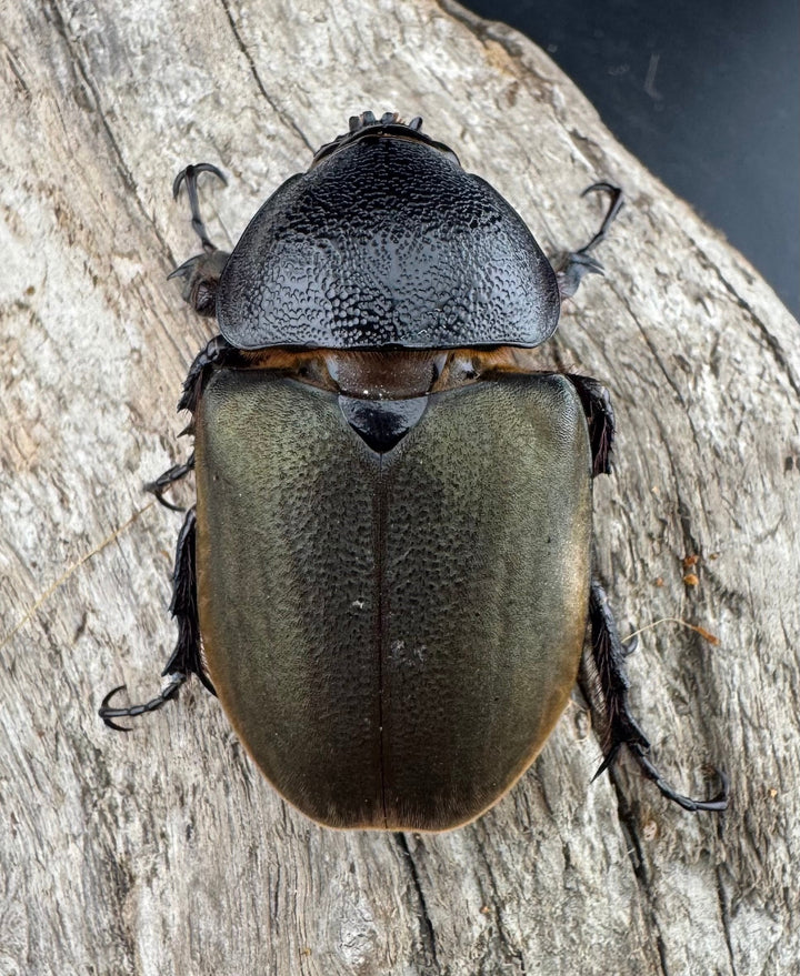 【WD】《ジャワコーカサスオオカブト 95mm ペア》