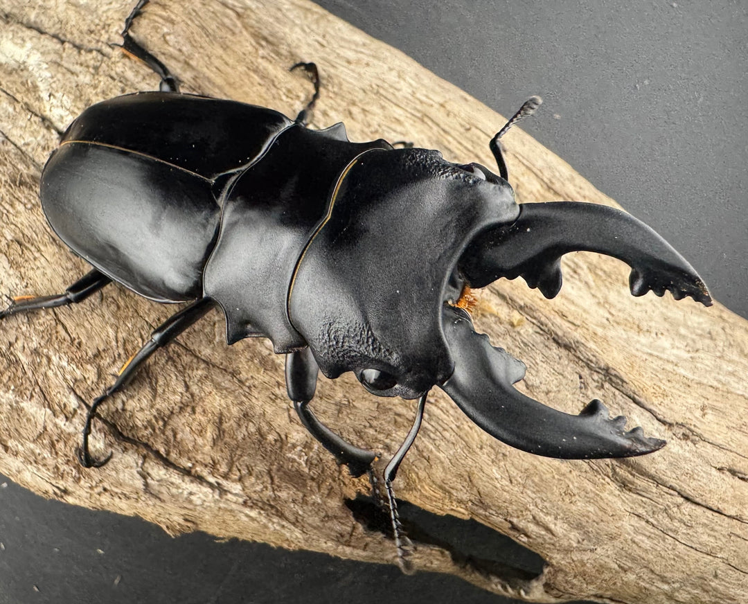 【WD】《ミンダナオアルケスツヤクワガタ 86.5mm ペア》