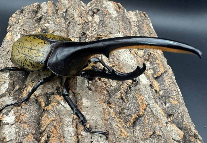 《ヘラクレス・ヘラクレス 145mm ペア》