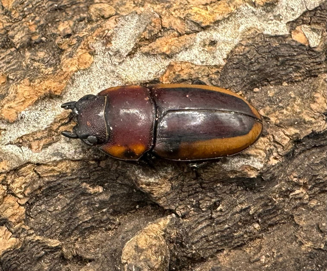 【WD】《ラテラリスノコギリ亜種アダチ 44.5mm ペア》